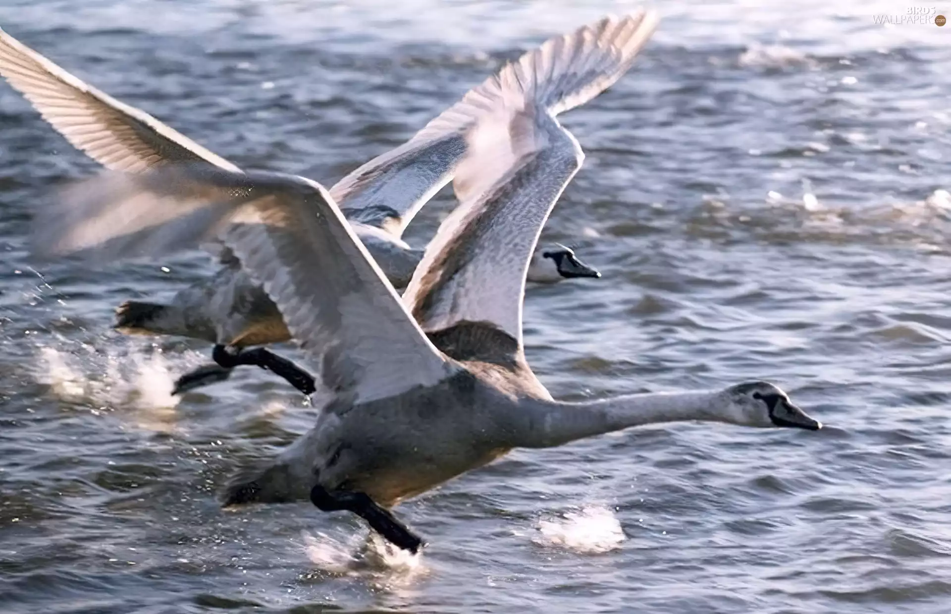 flight, Swan, sea