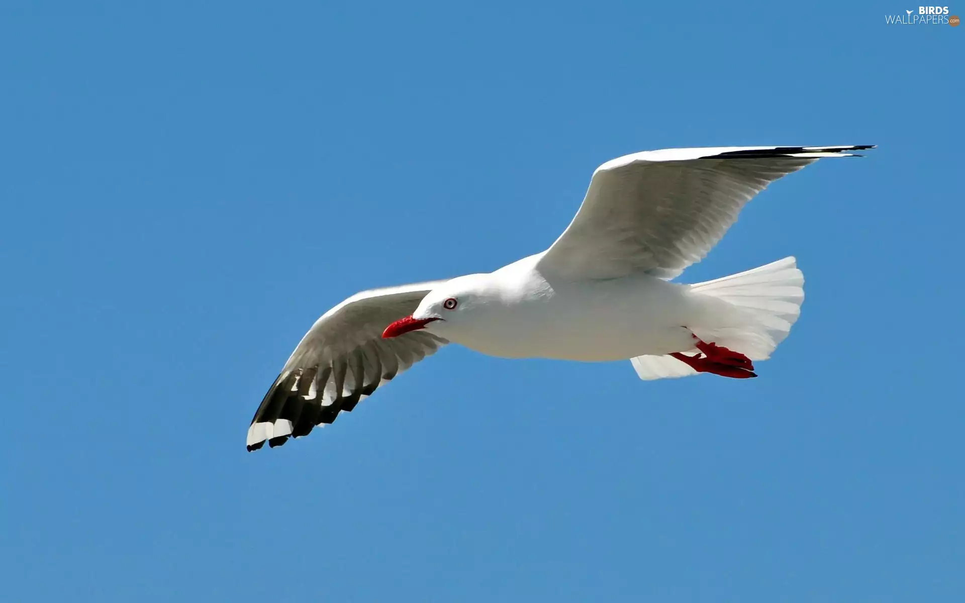 seagull, Red, nose, flight