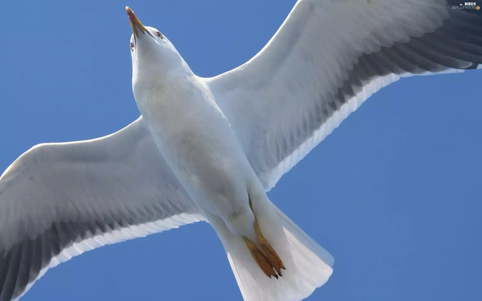 seagull, spread, wings, flight