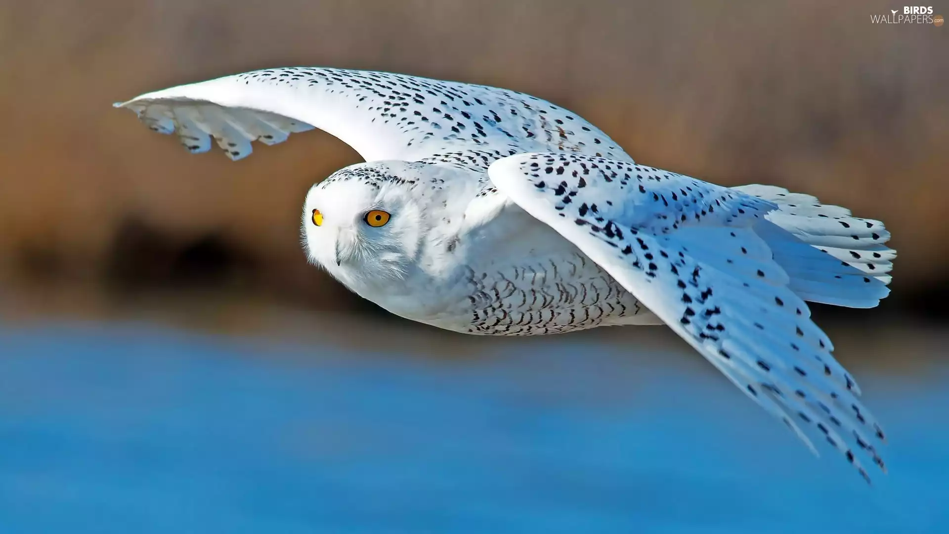 flight, owl, snow