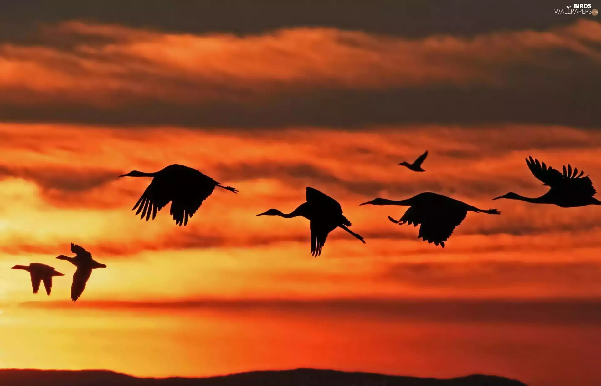 Storks, west, sun, flight