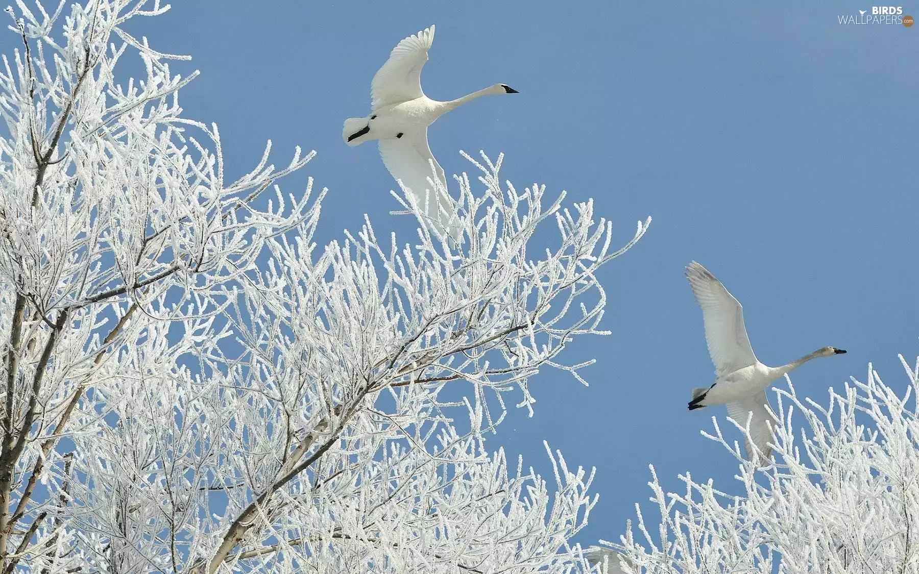 branch pics, trees, flight, frosty, Swan