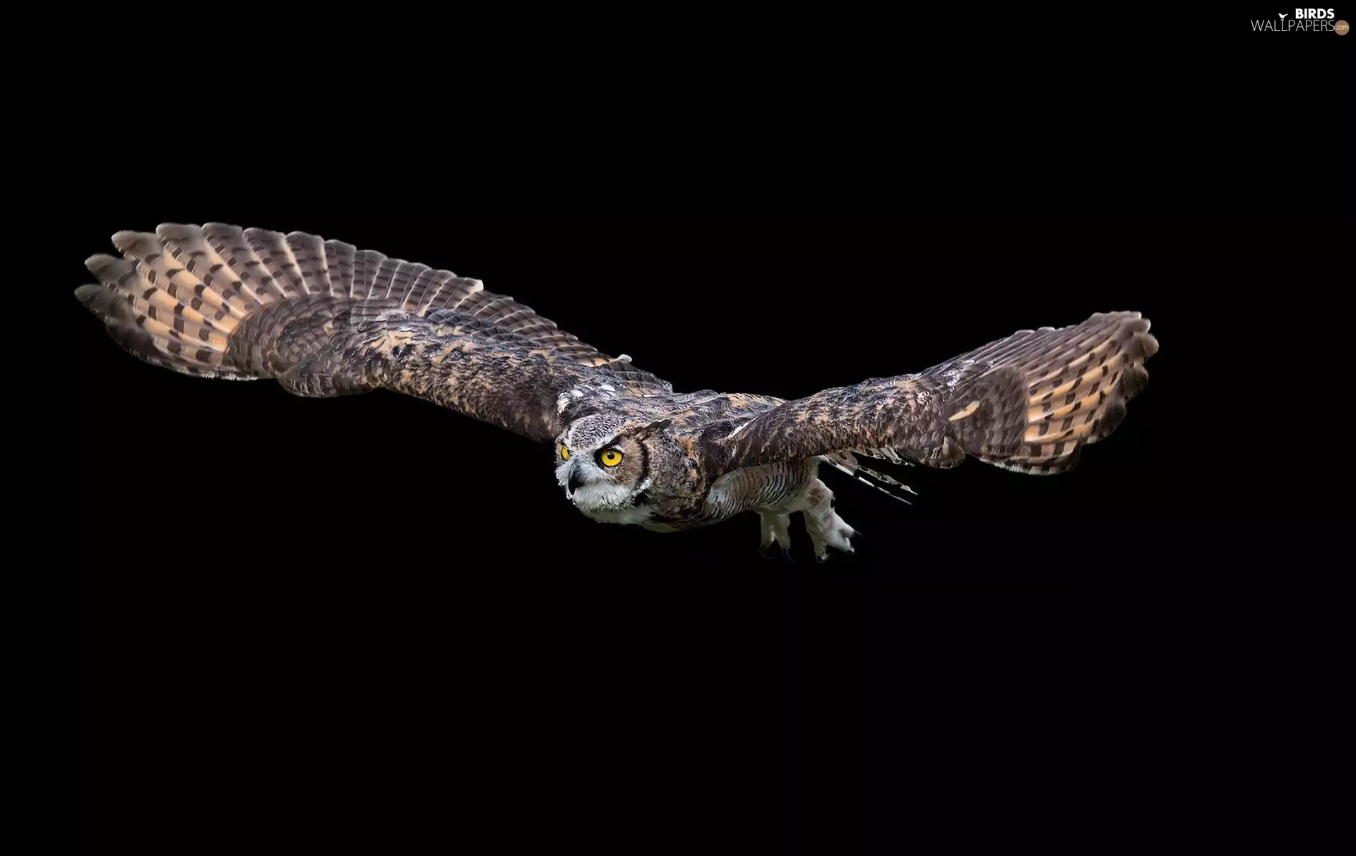 owl, flight, wings, eagle-owl