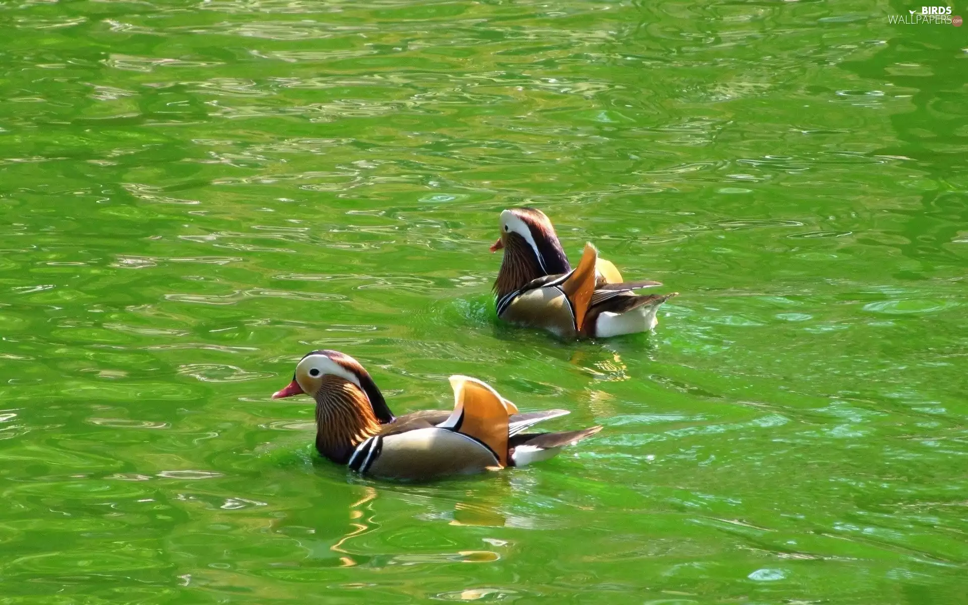 Mandarin ducks, water, Floating
