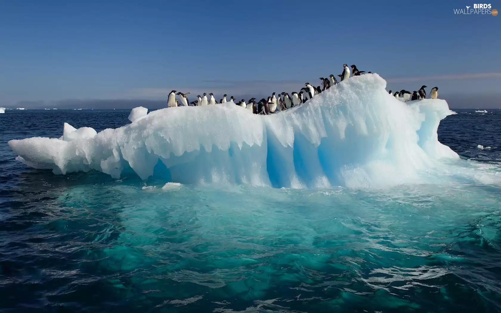 penguin, Ice, sea, floe