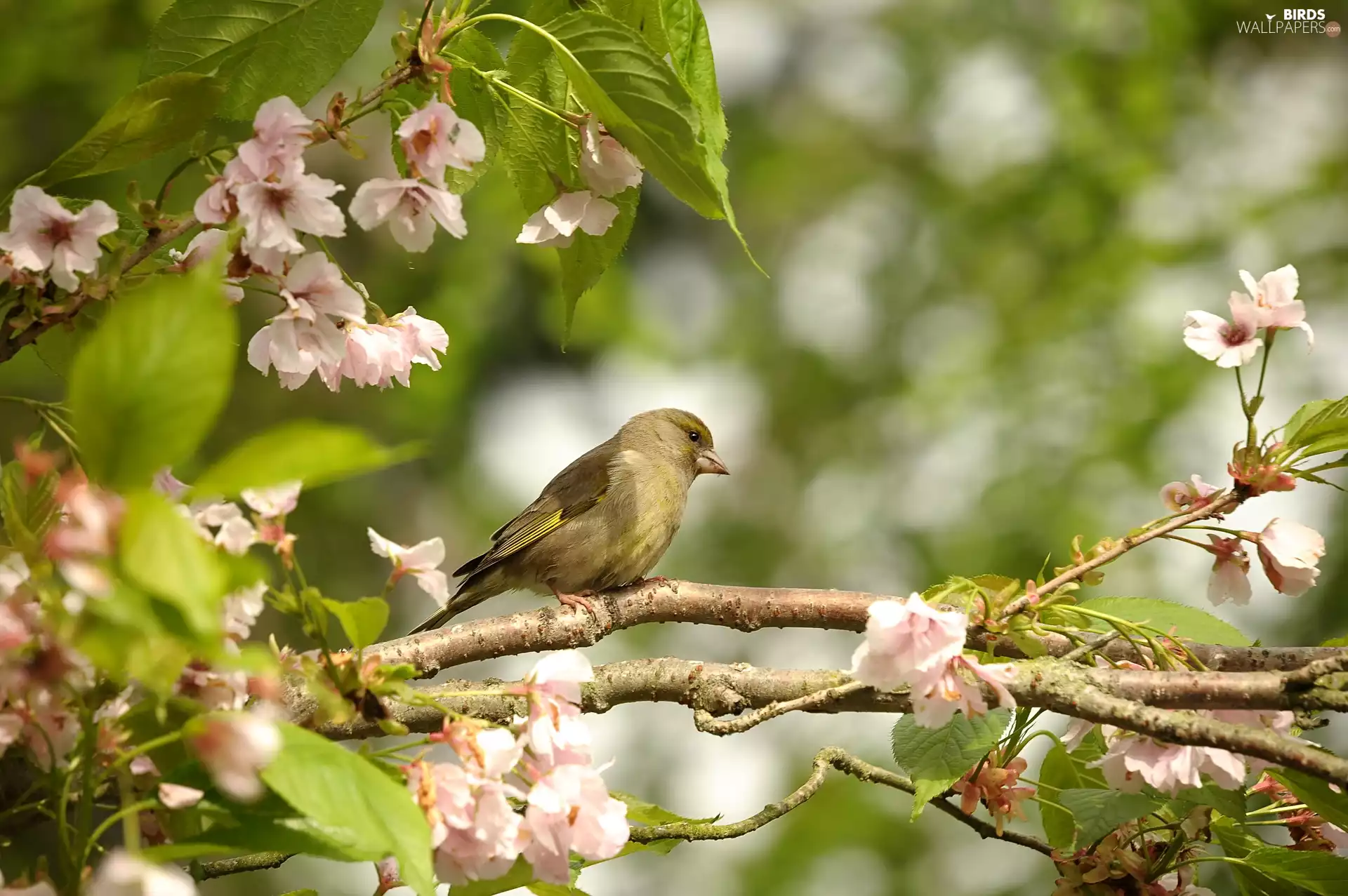 Bird, Flourished, Twigs, European Greenfinch