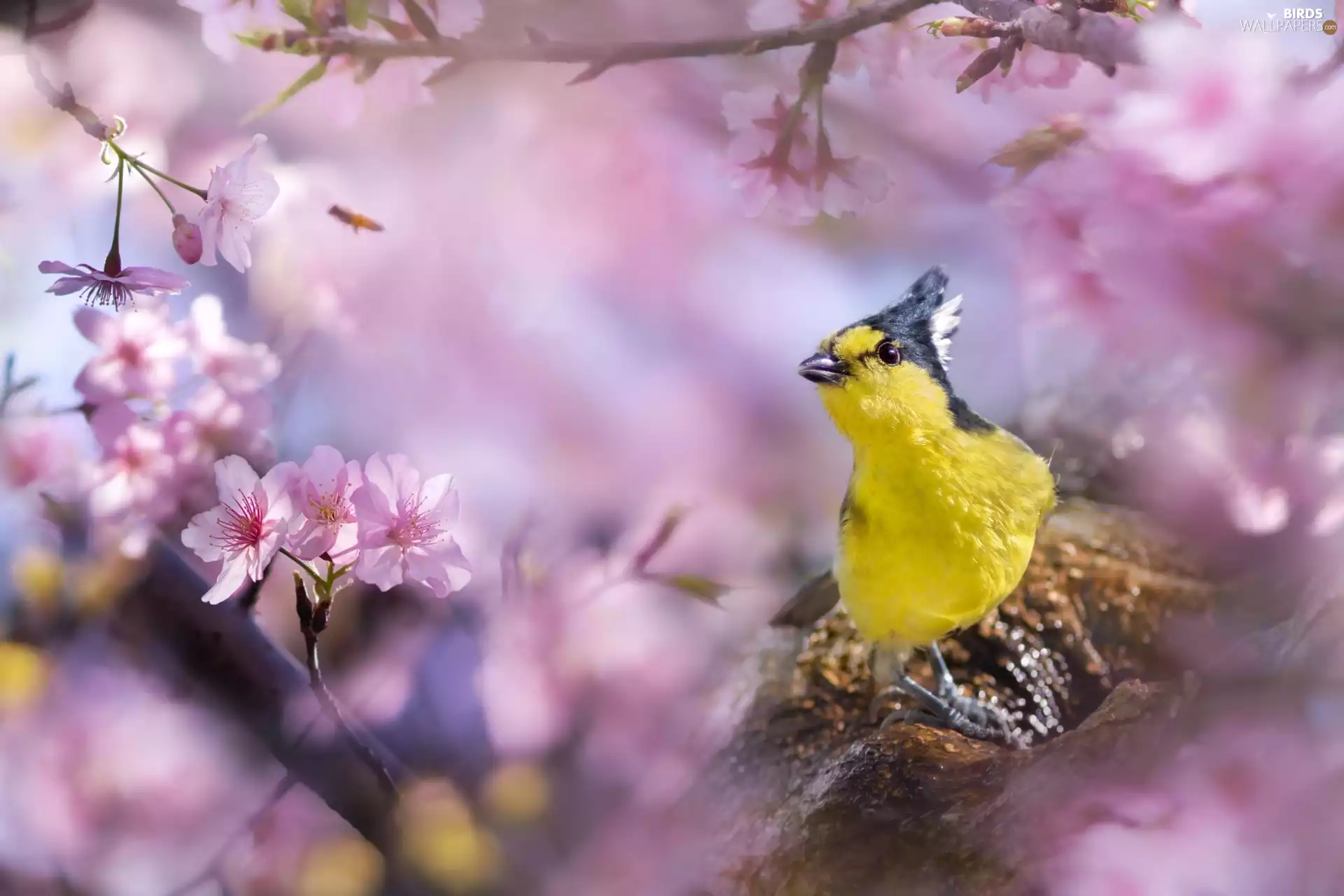 flourishing, White-naped Tit, cherry, branch, Bird, trees, blurry background
