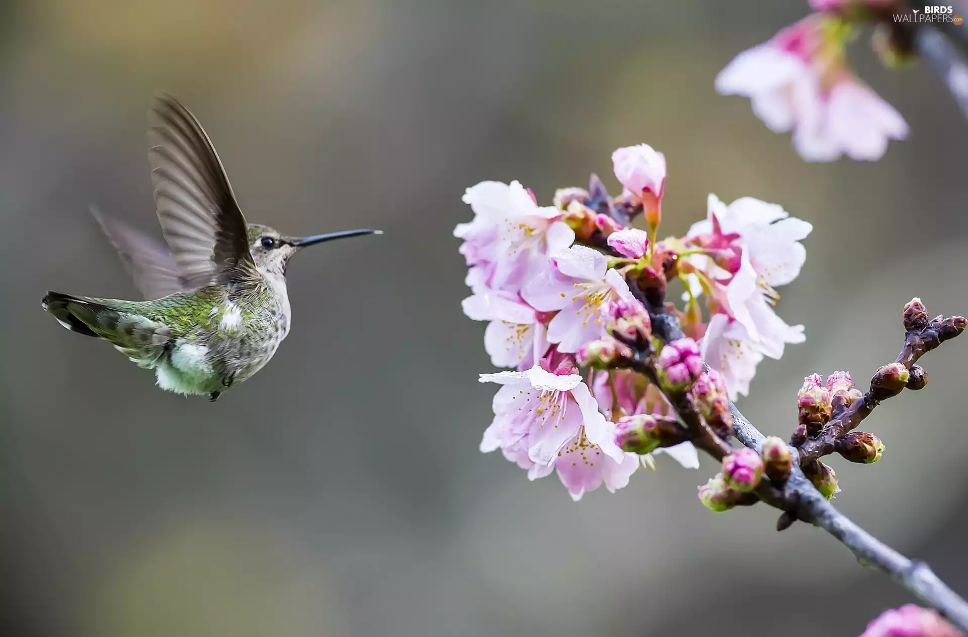 Hummingbird, trees, fruit, flourishing