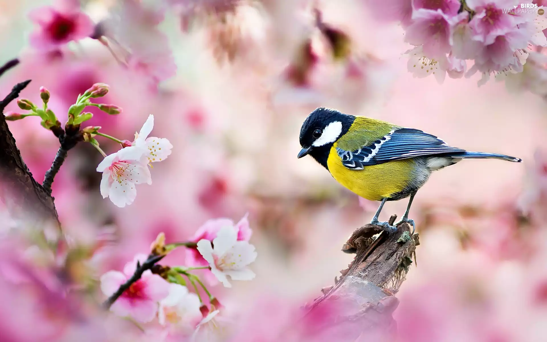 Twigs, Great Tit, flourishing