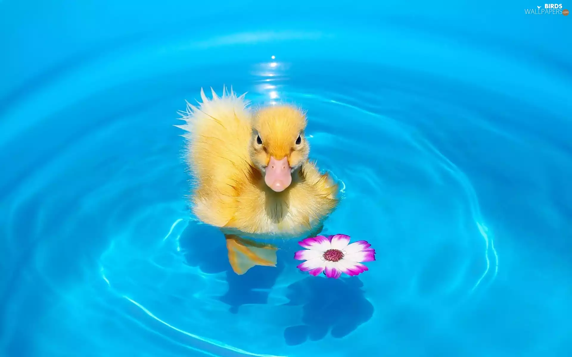 Flower, Ducky, water