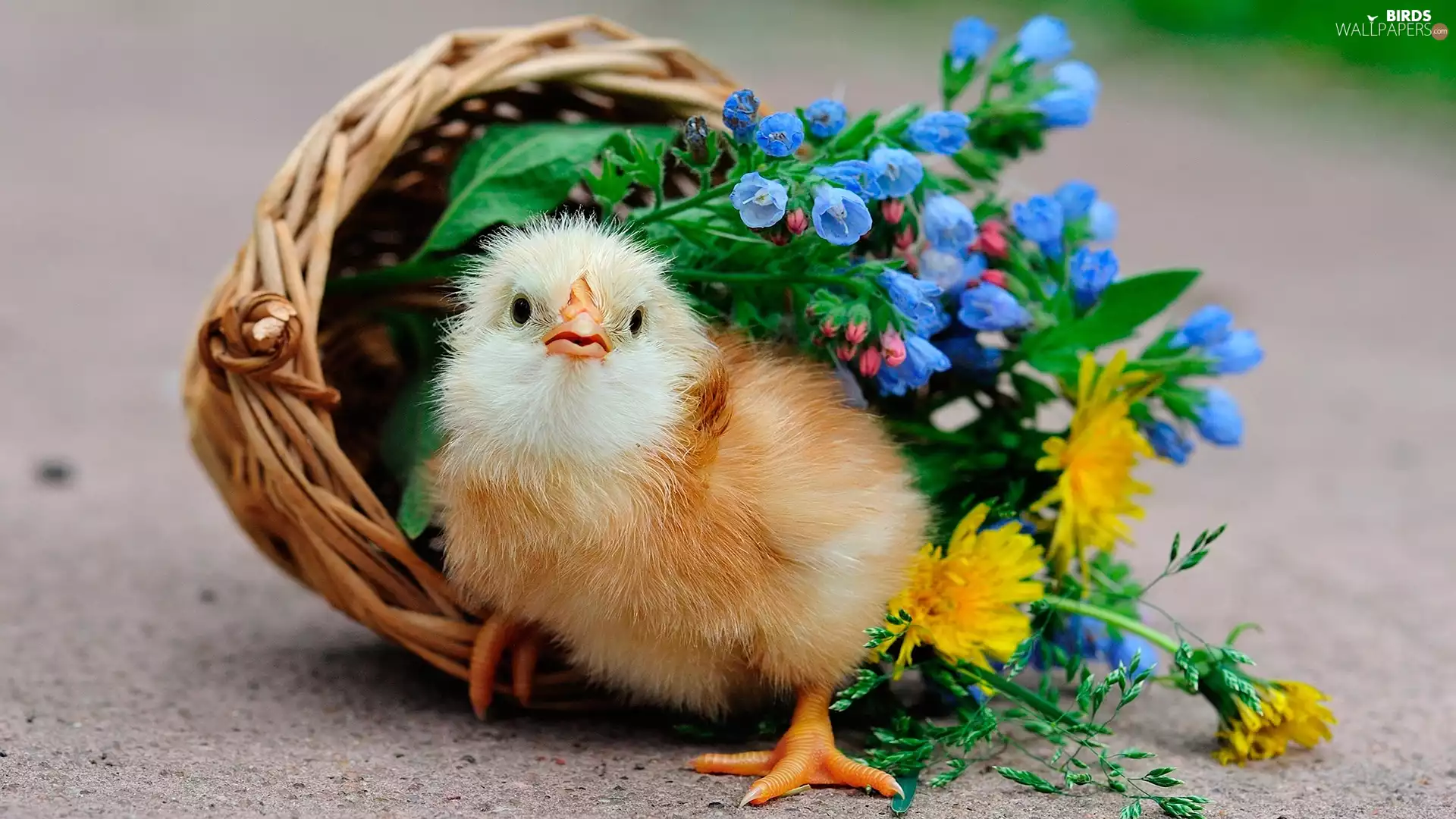 Flowers, chicken, basket