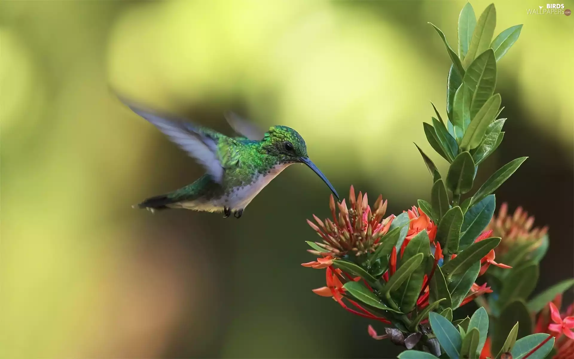 Colourfull Flowers, Bird, humming-bird