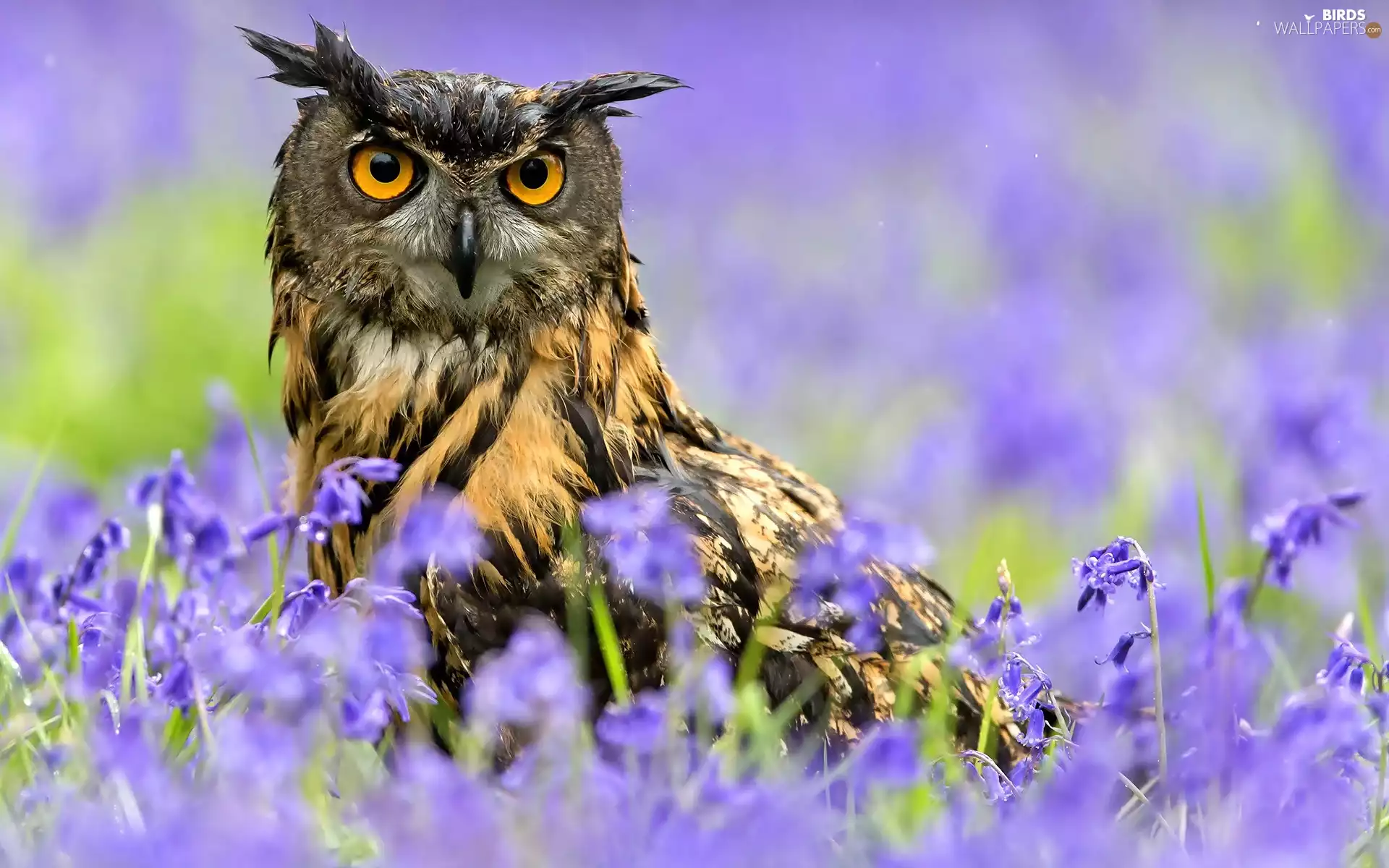blur, eagle-owl, Flowers