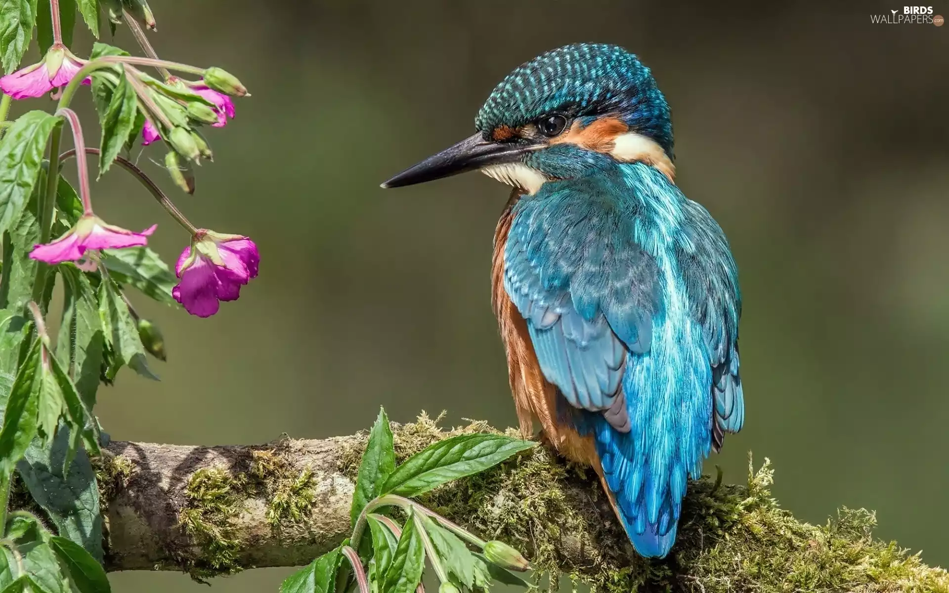 Flowers, kingfisher, branch