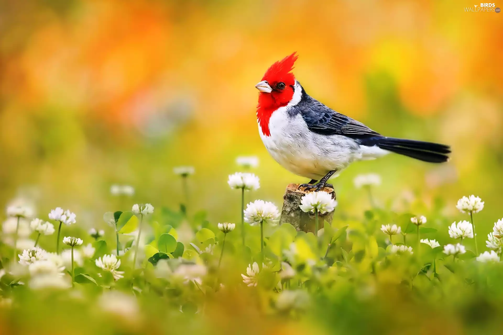 Flowers, Bird, cardinal