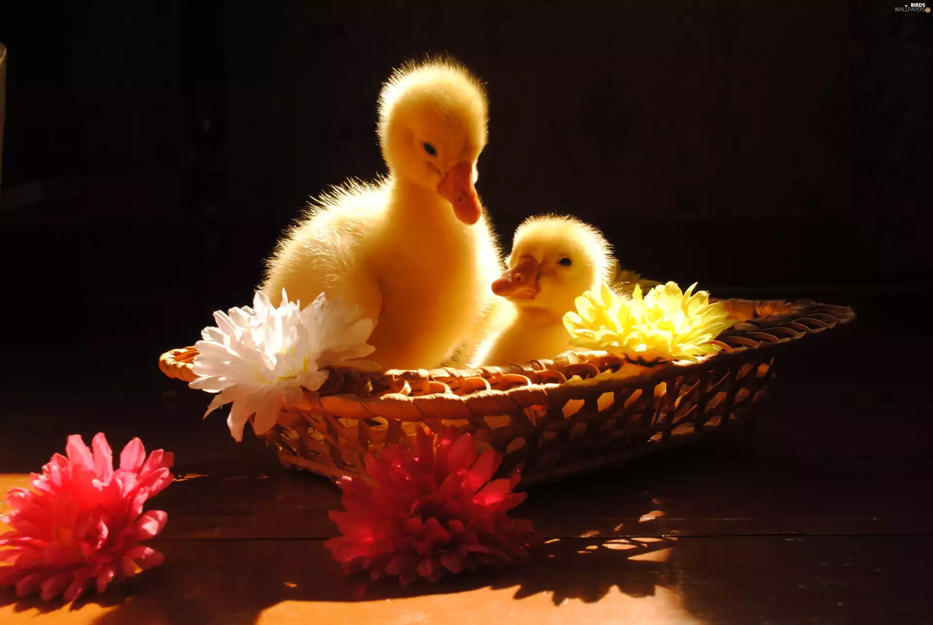 Flowers, basket, ducks