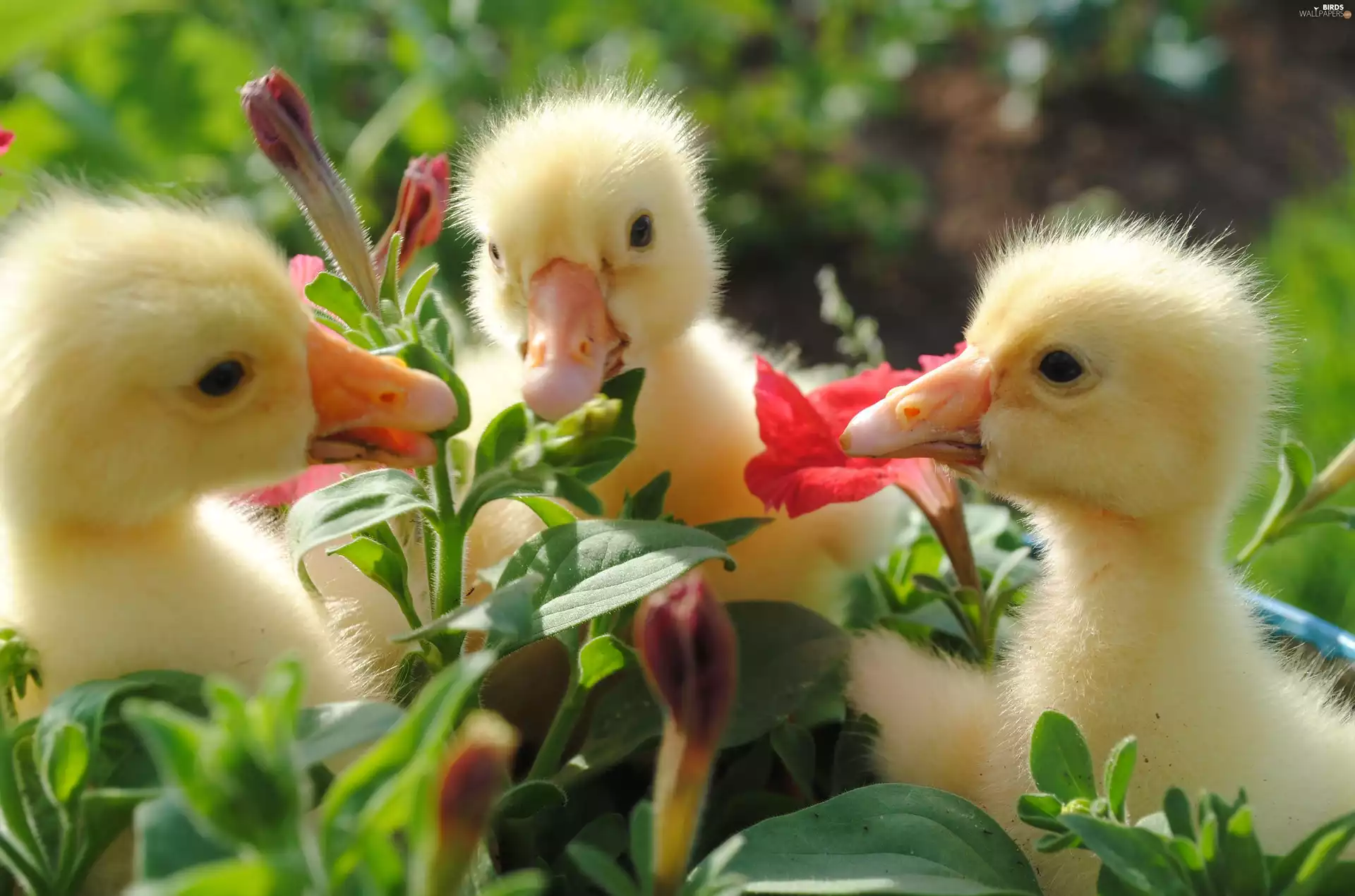 Flowers, Three, ducks