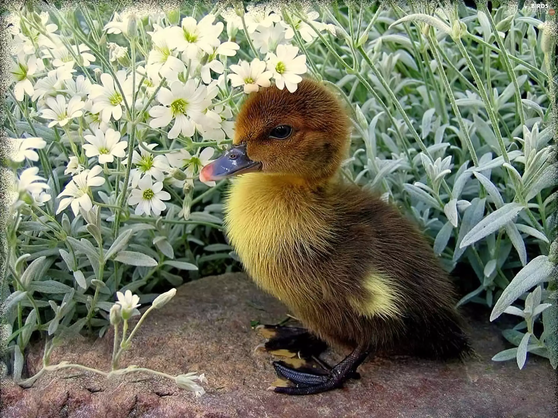 Flowers, young, Ducky