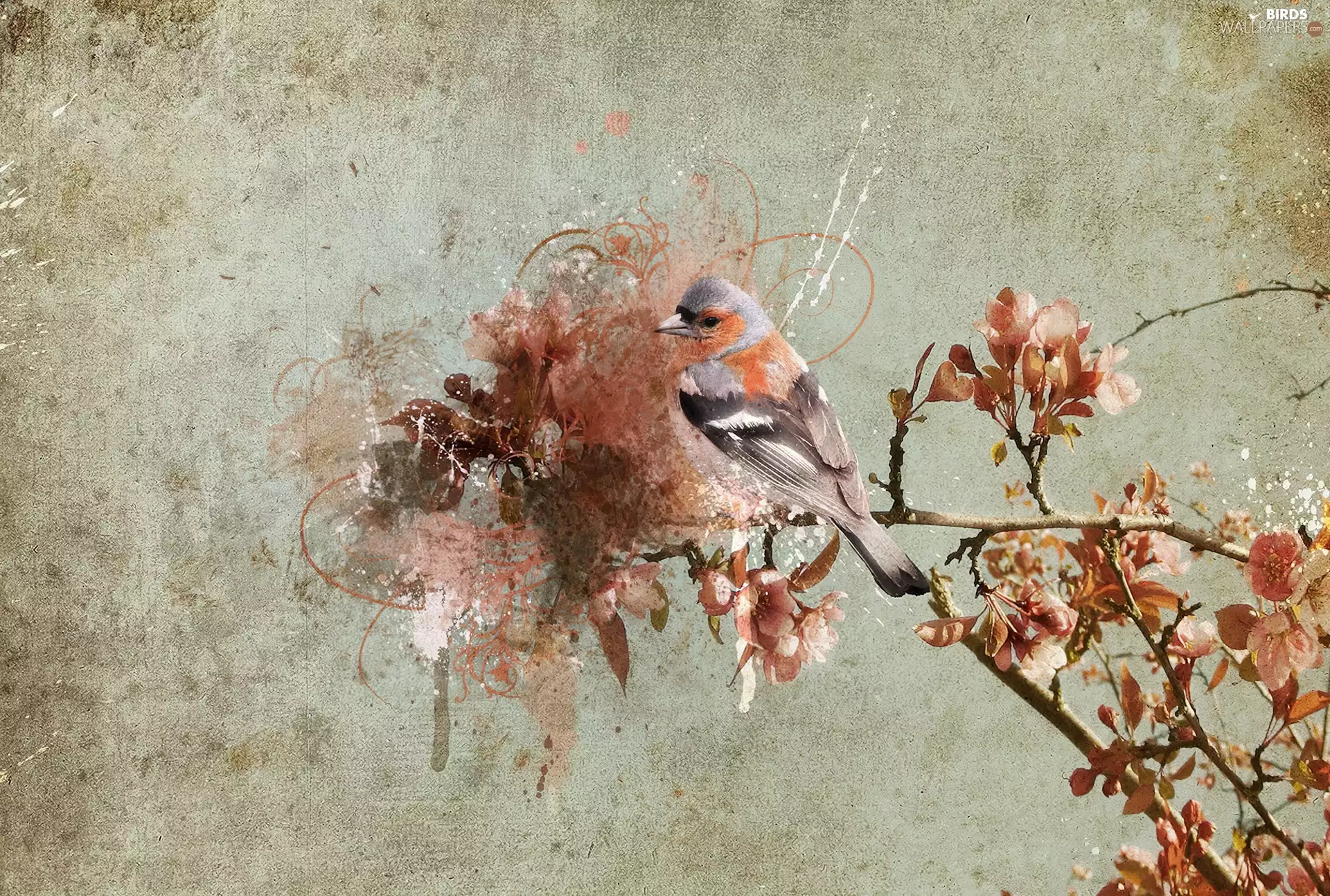 Flowers, picture, finch