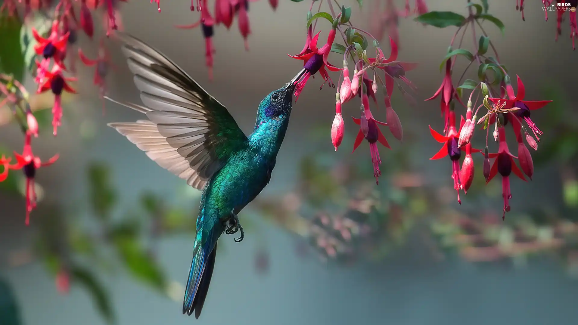 Bird, Flowers, fuchsia, humming-bird