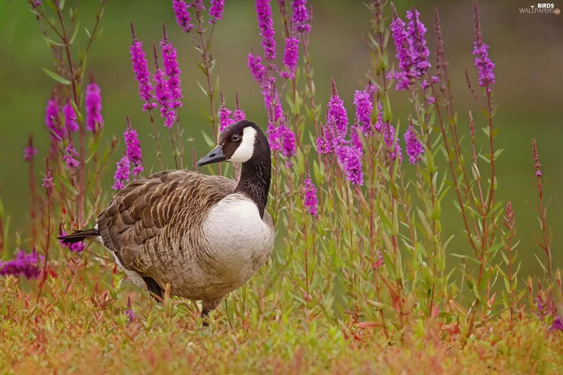 purple, Flowers, goose, Meadow, Wild