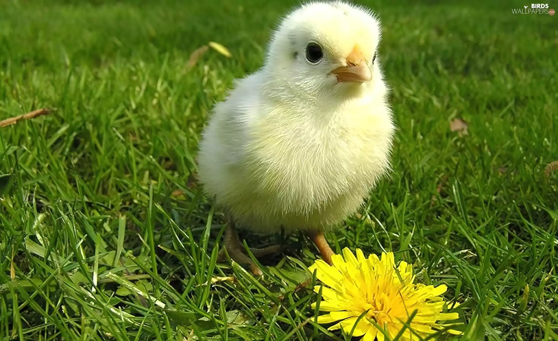 grass, chicken, Colourfull Flowers