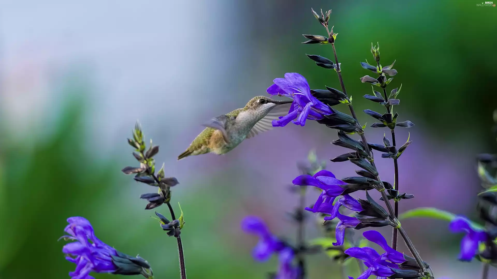 humming-bird, Blue, Flowers