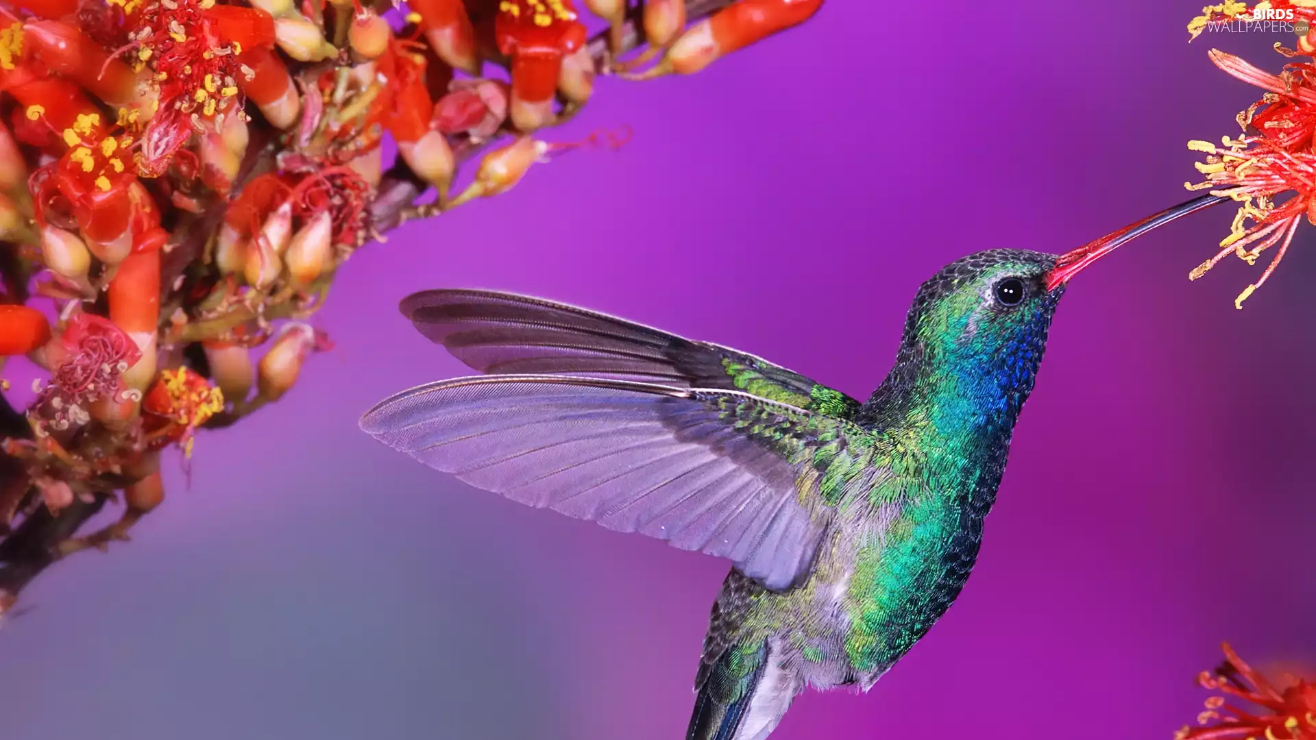 humming-bird, Colourfull Flowers