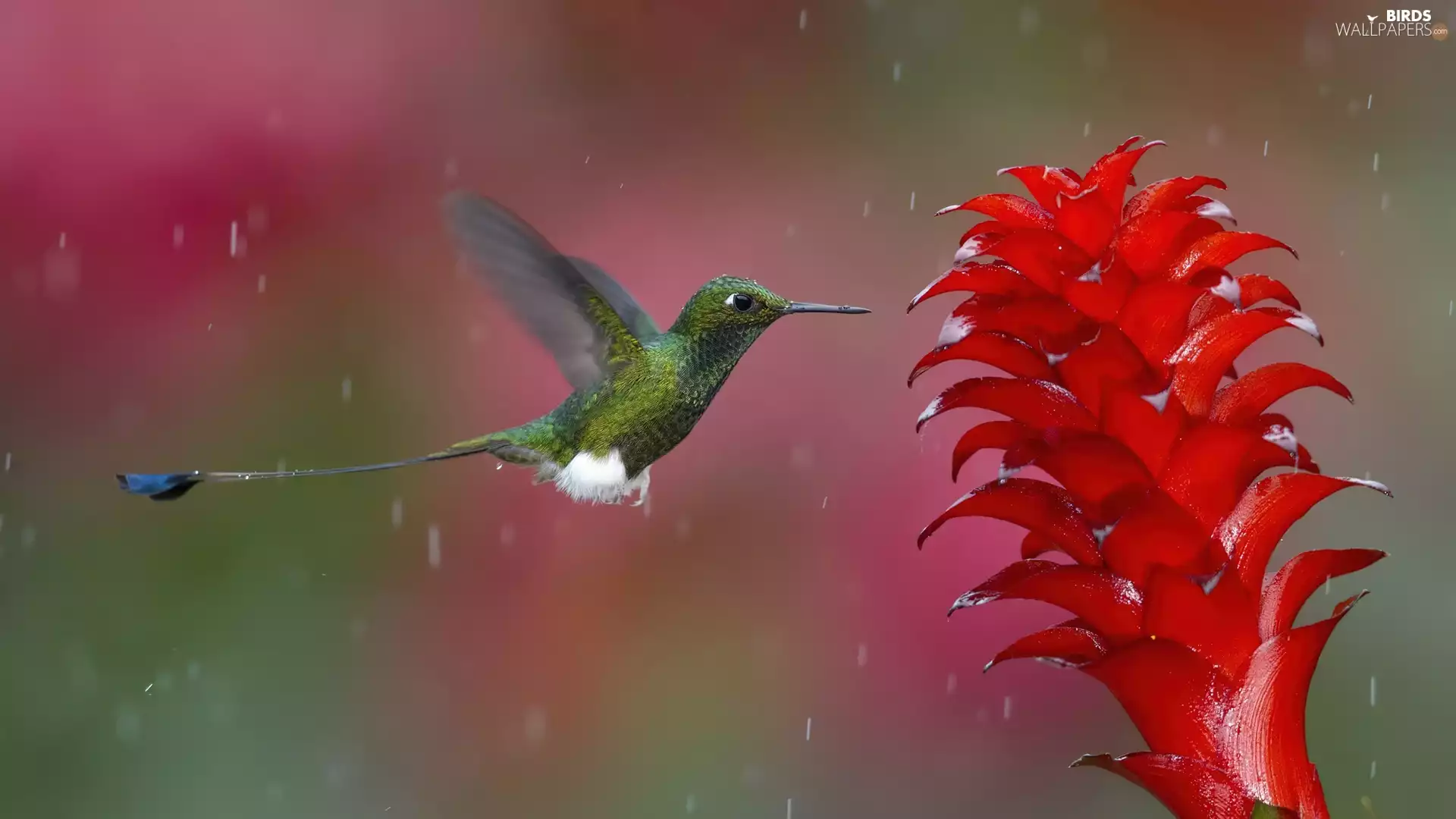 humming-bird, Colourfull Flowers