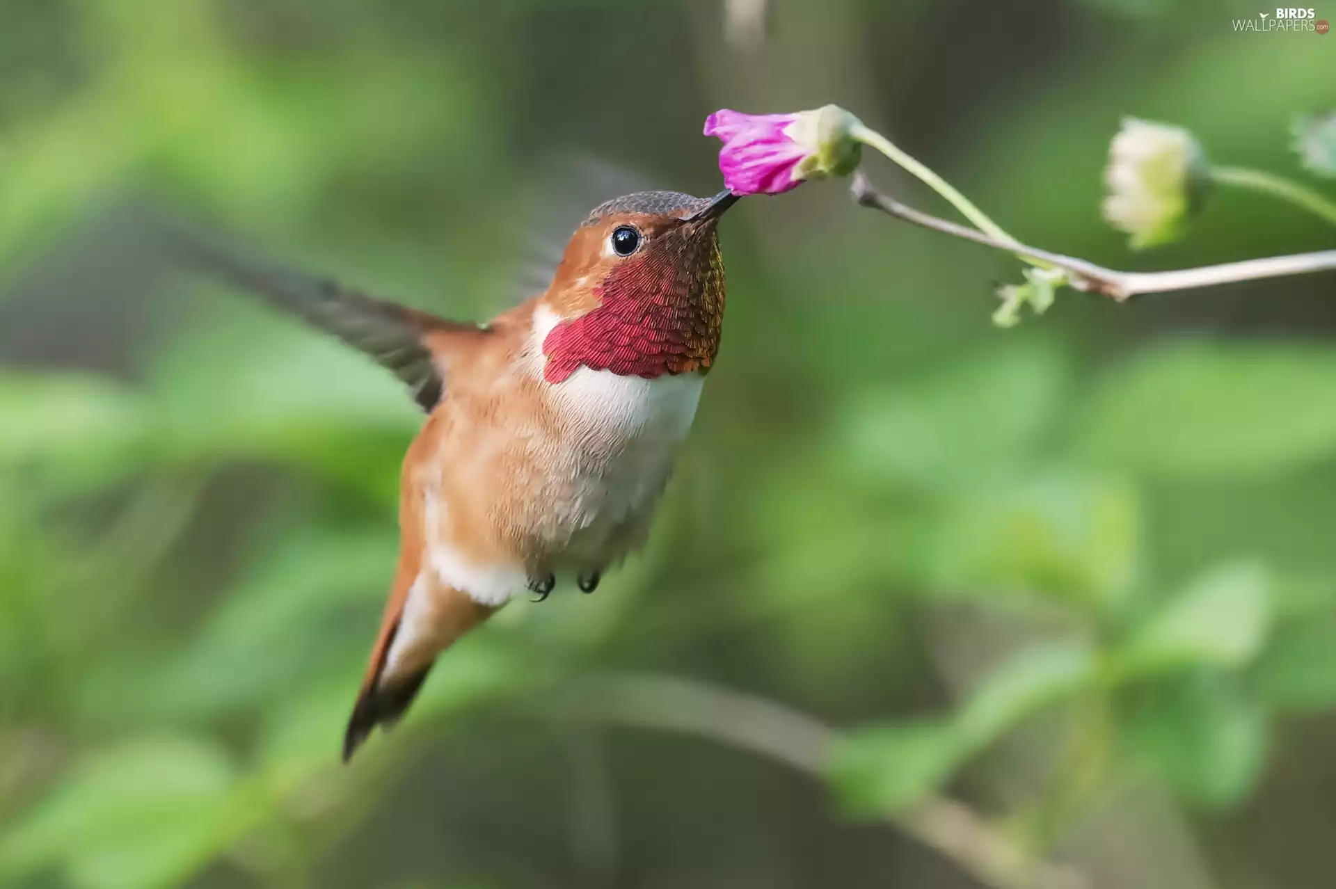 humming-bird, Colourfull Flowers