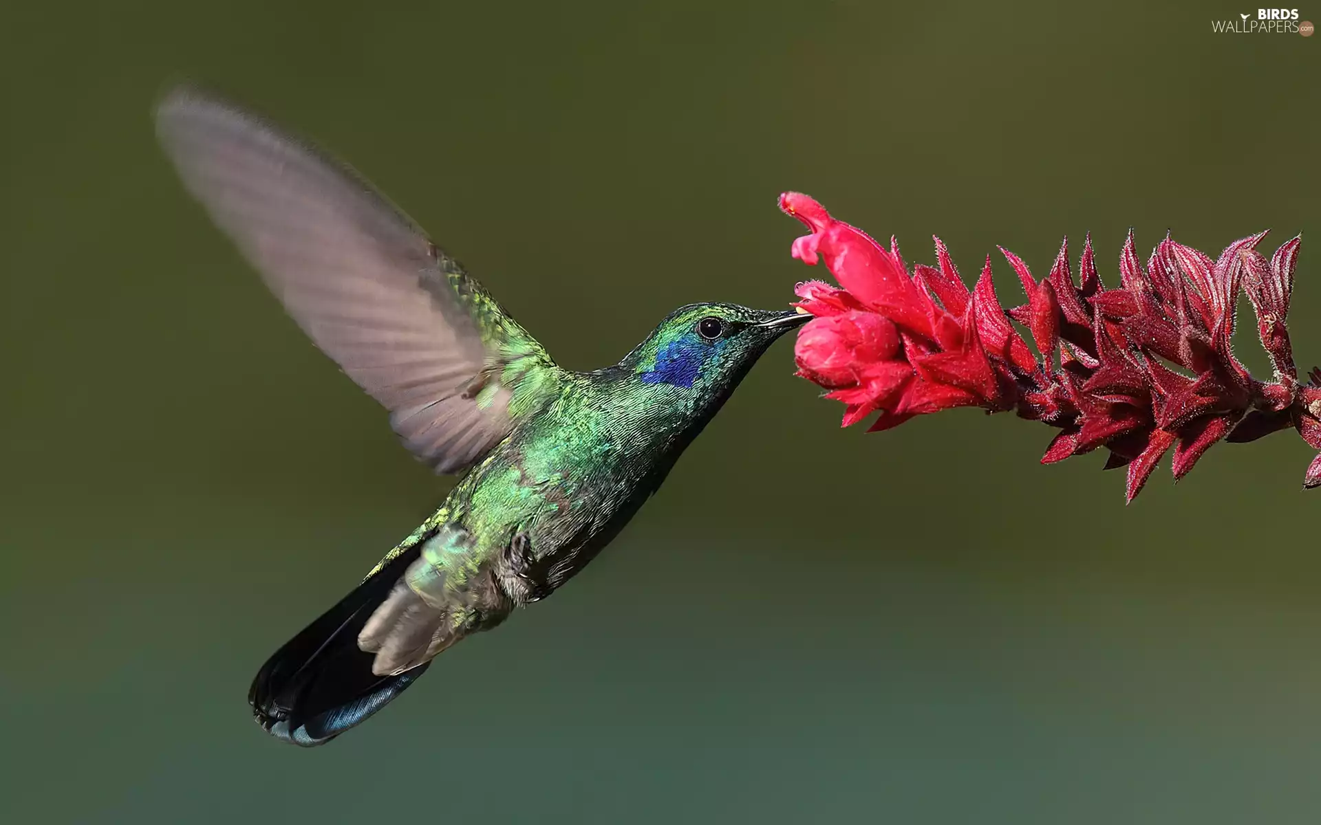 humming-bird, Colourfull Flowers