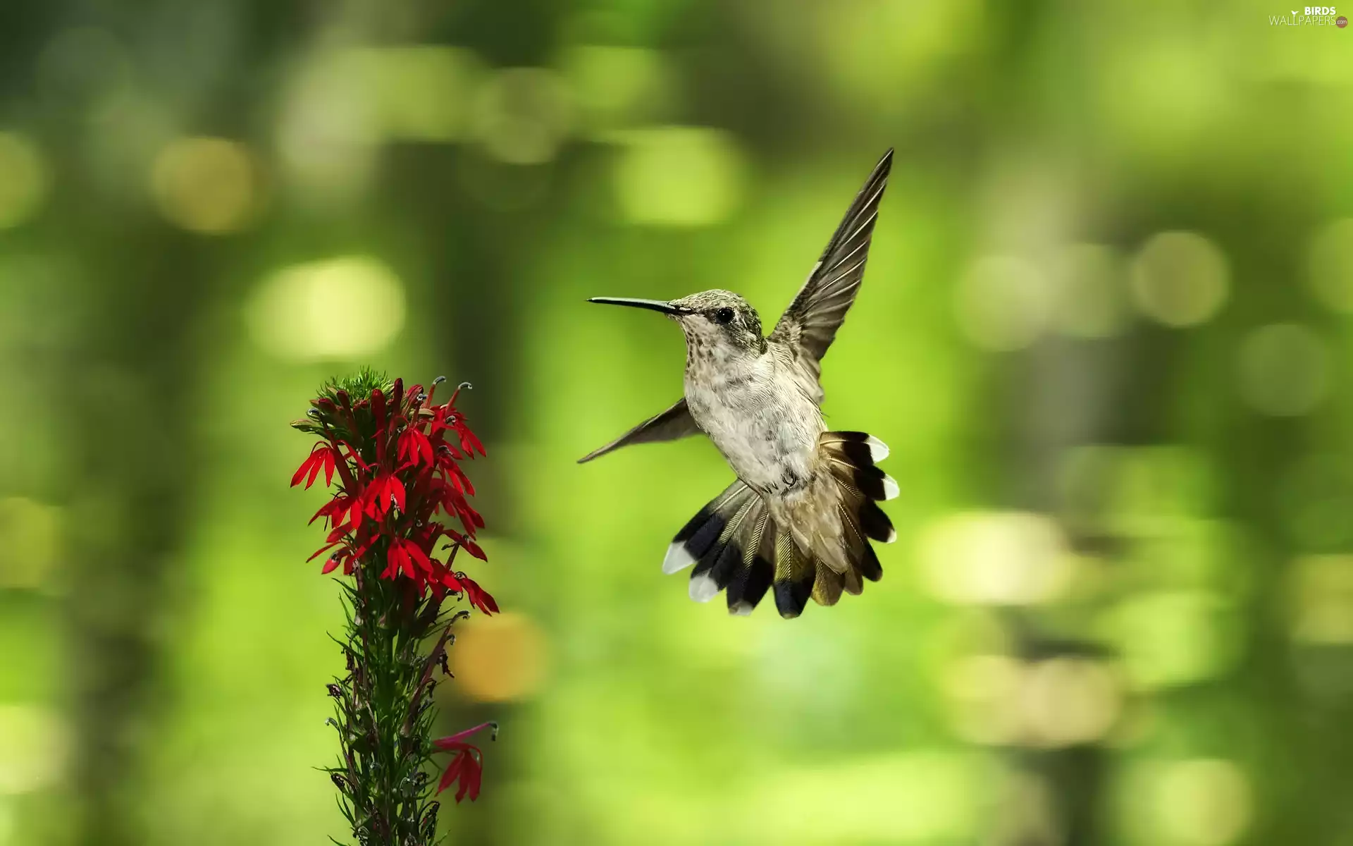 humming-bird, Colourfull Flowers