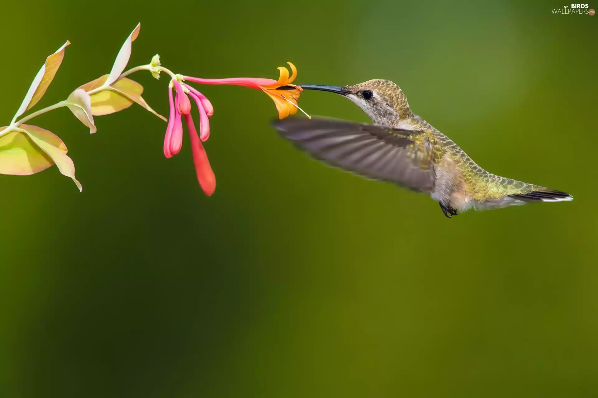 humming-bird, Colourfull Flowers