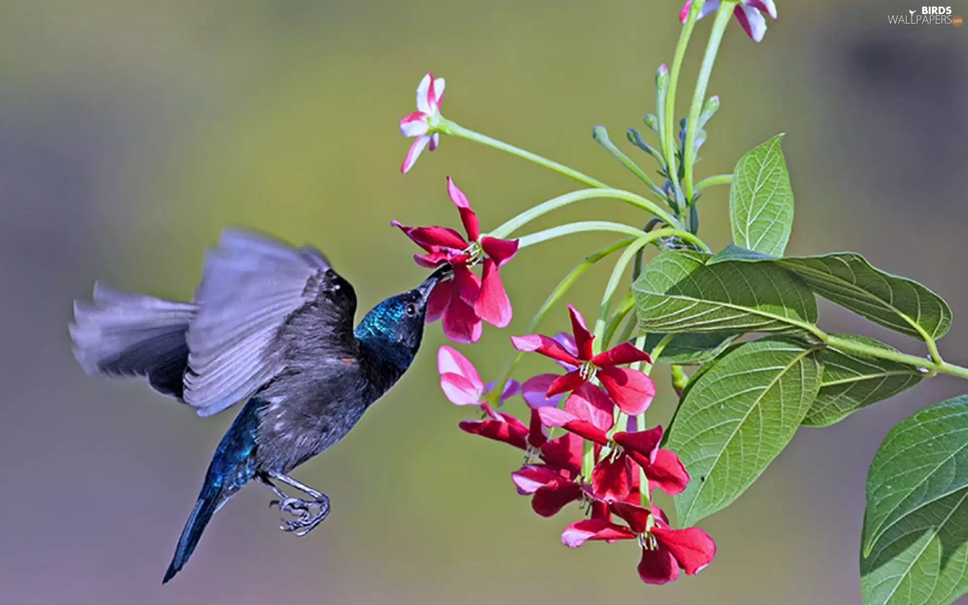 humming-bird, Colourfull Flowers
