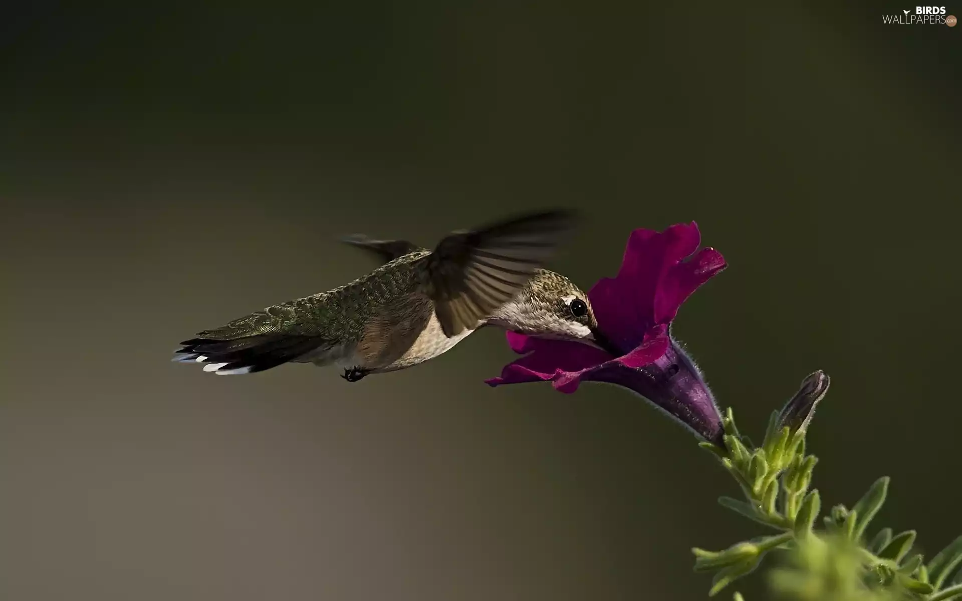 humming-bird, Colourfull Flowers