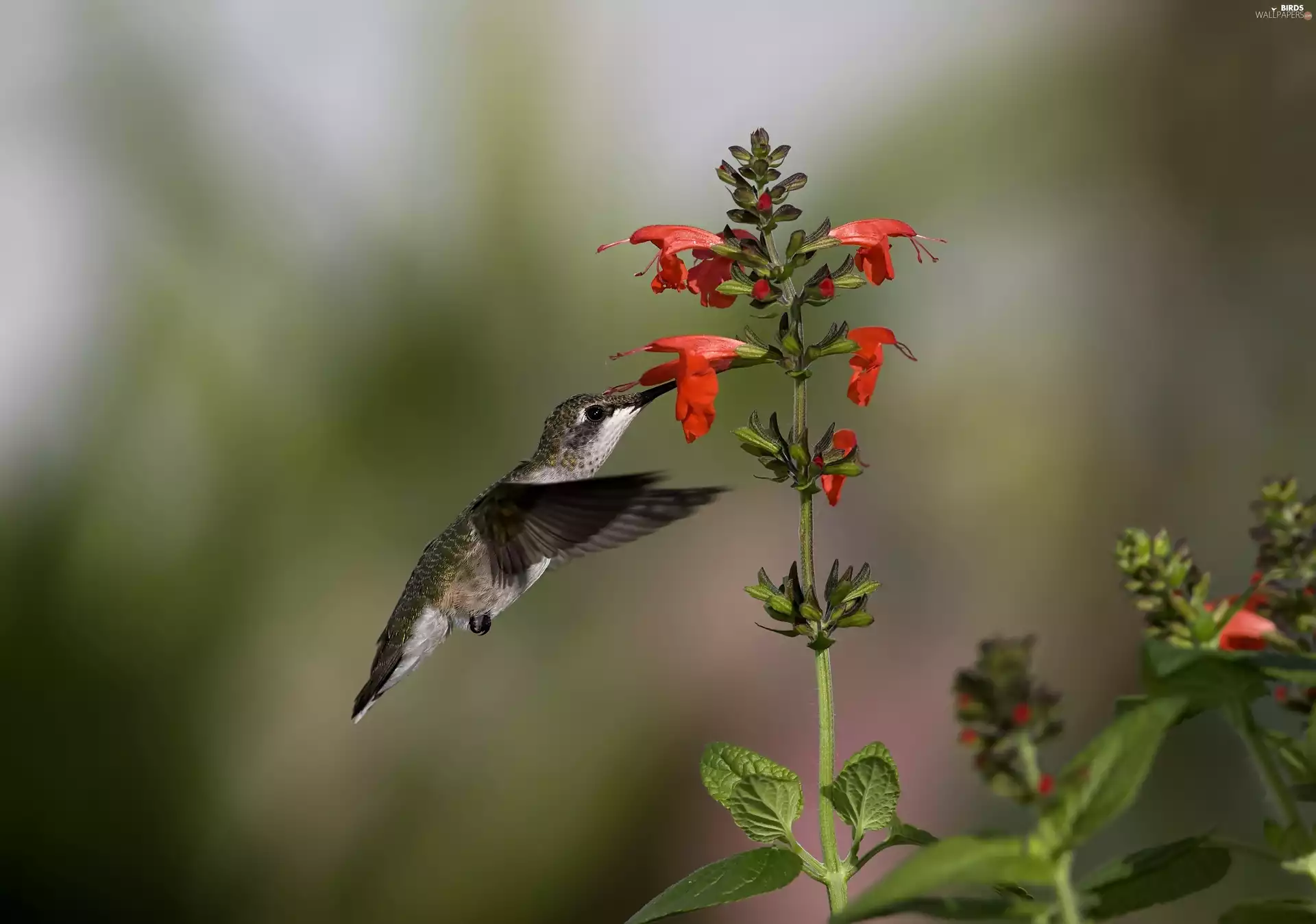 humming-bird, Colourfull Flowers