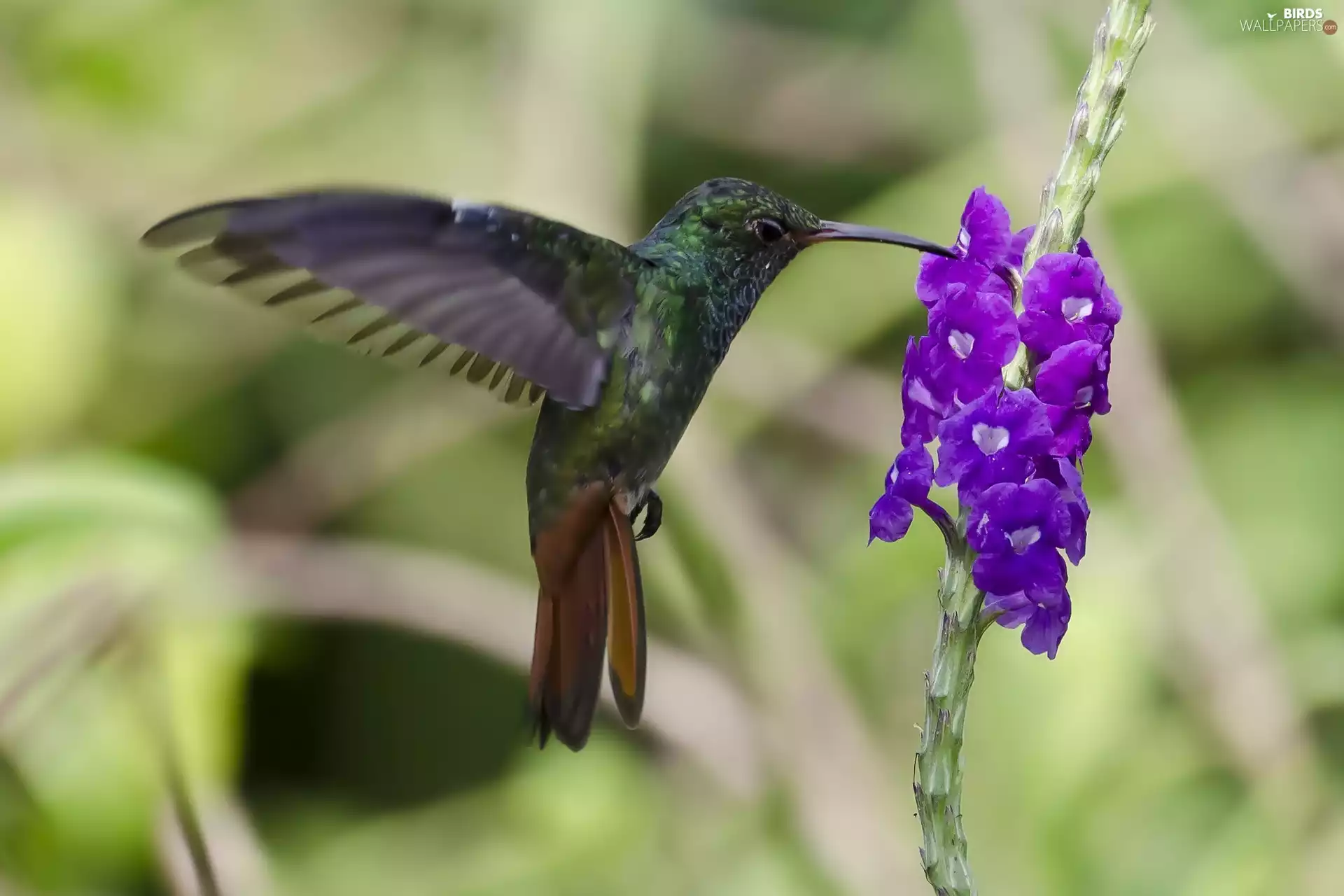humming-bird, Colourfull Flowers