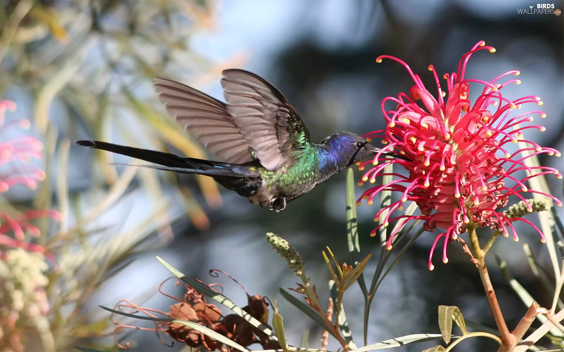 Colourfull Flowers, humming-bird, Red