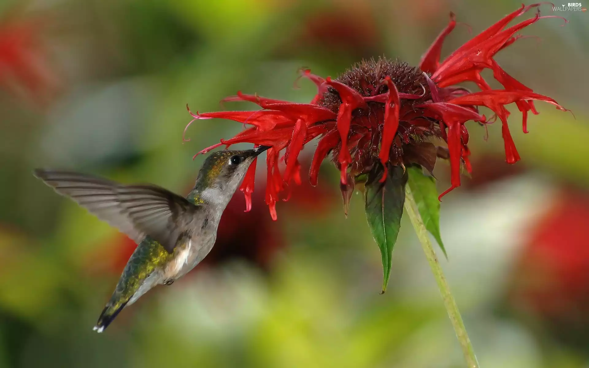 Colourfull Flowers, humming-bird, Red