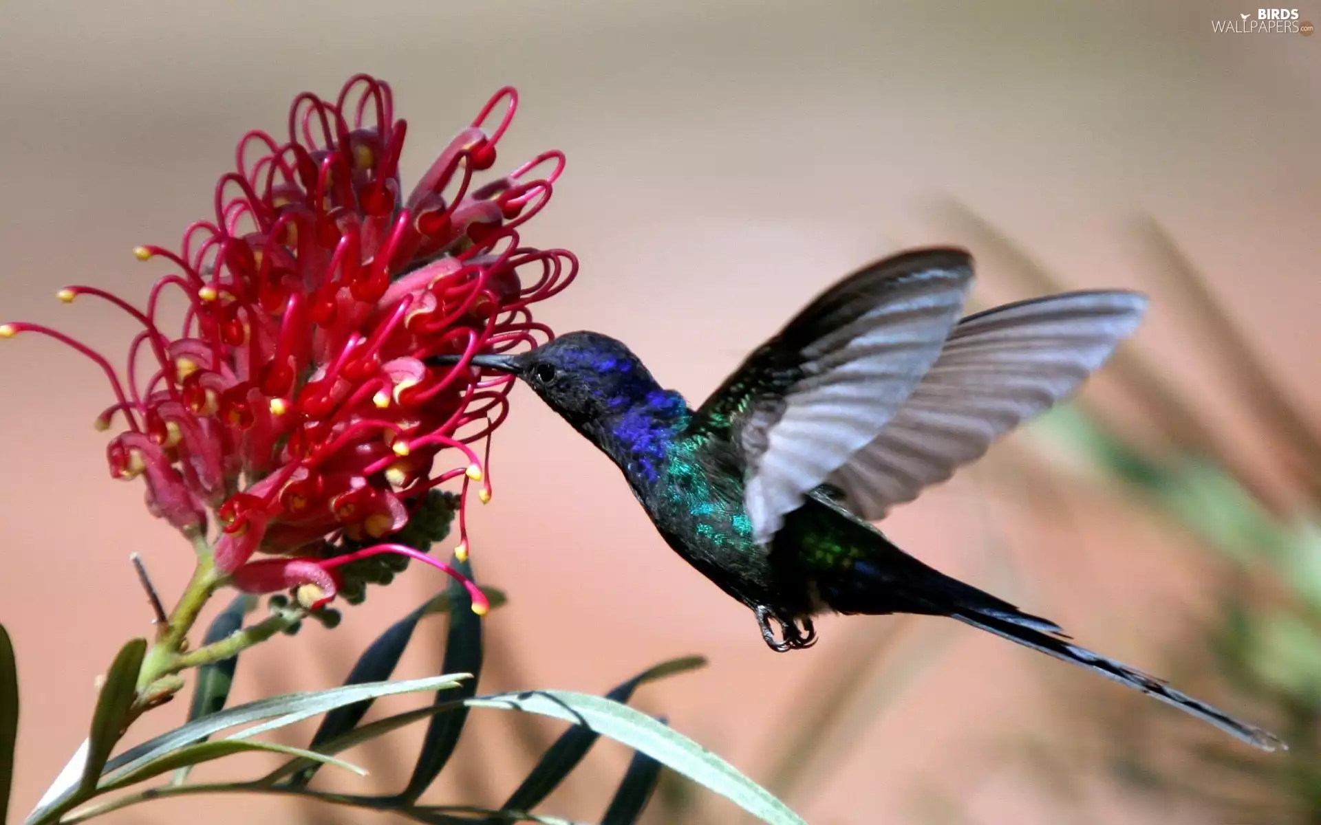 Colourfull Flowers, humming-bird, Red