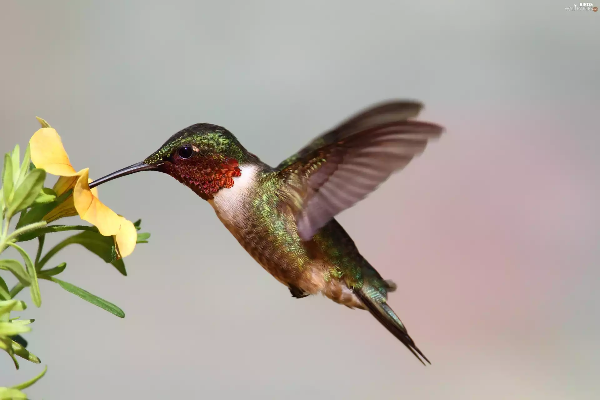 Colourfull Flowers, humming-bird, Yellow