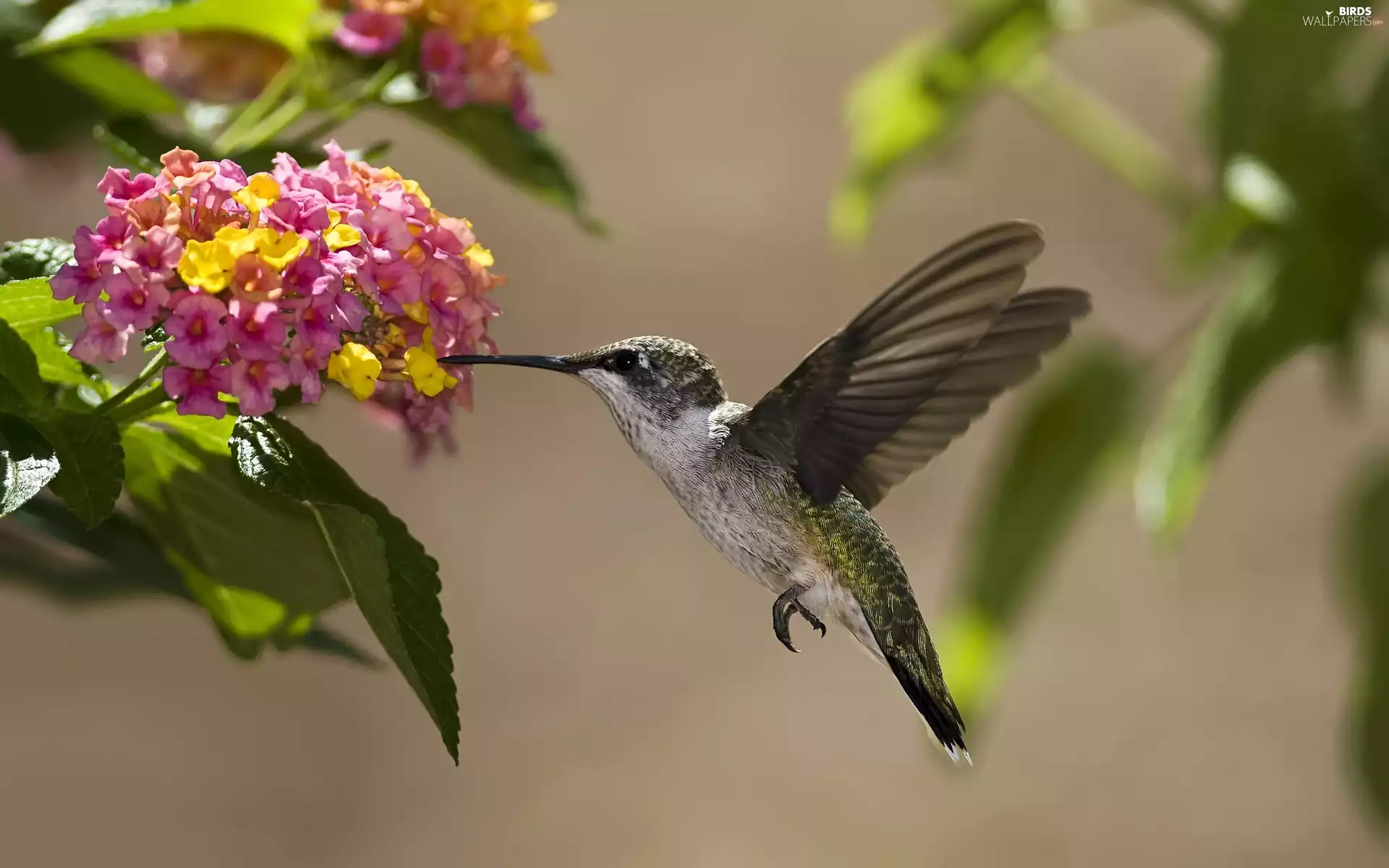 Bird, Flowers, Leaf, humming-bird