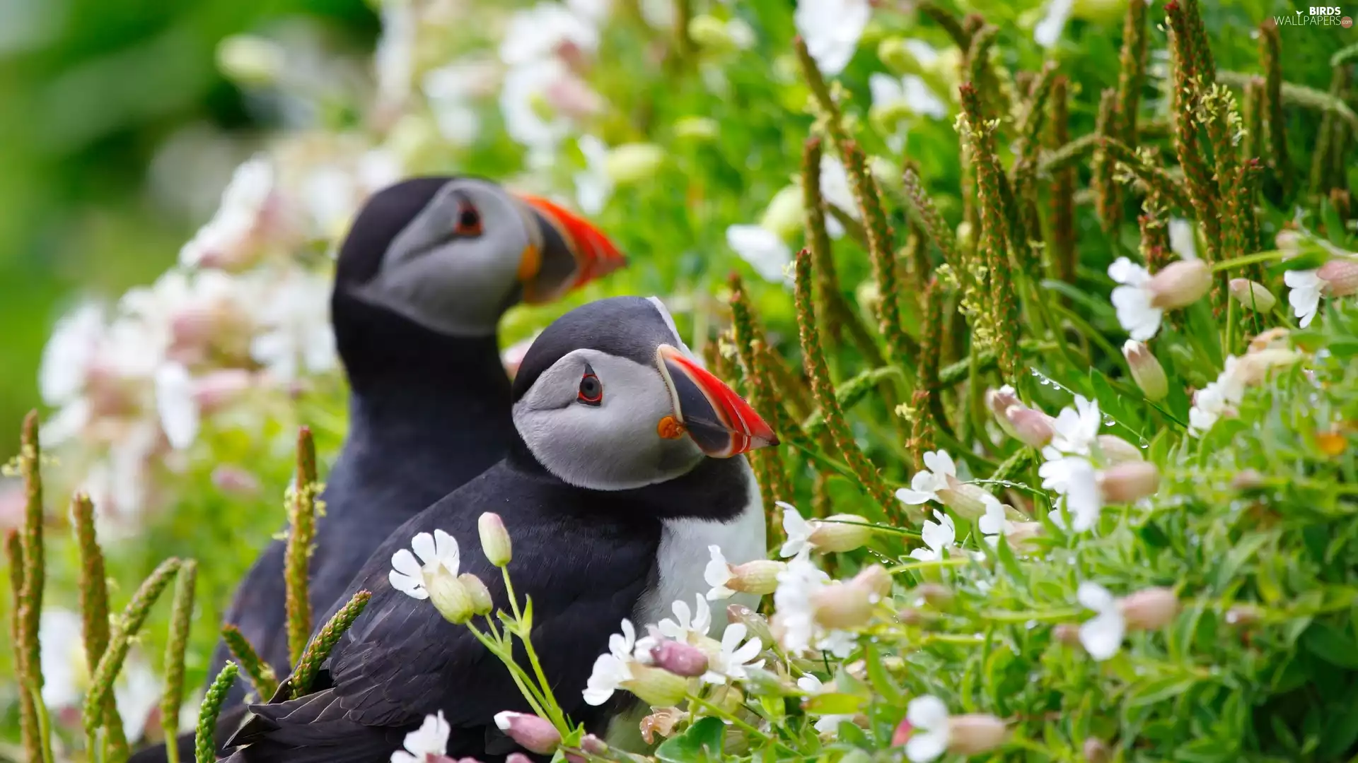 Flowers, Puffins, Meadow