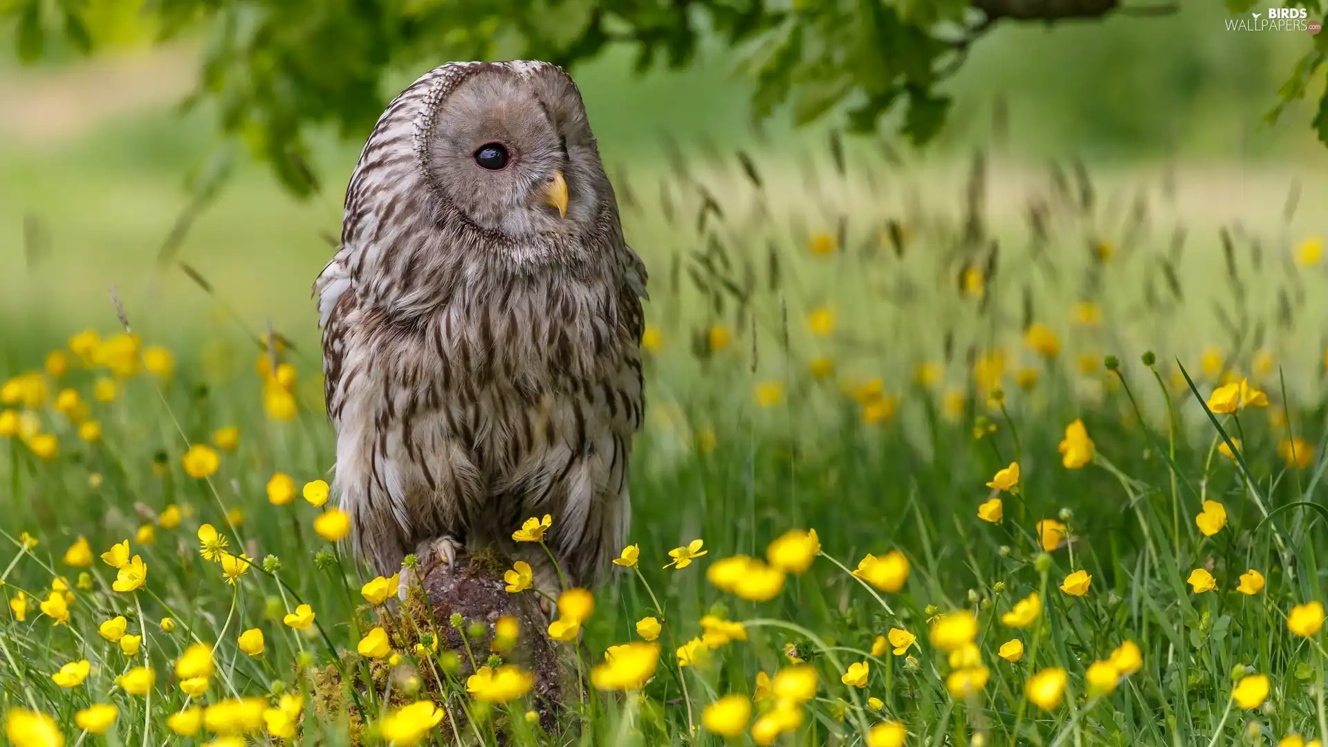 Owl, Bird, grass, Flowers, Meadow, owl