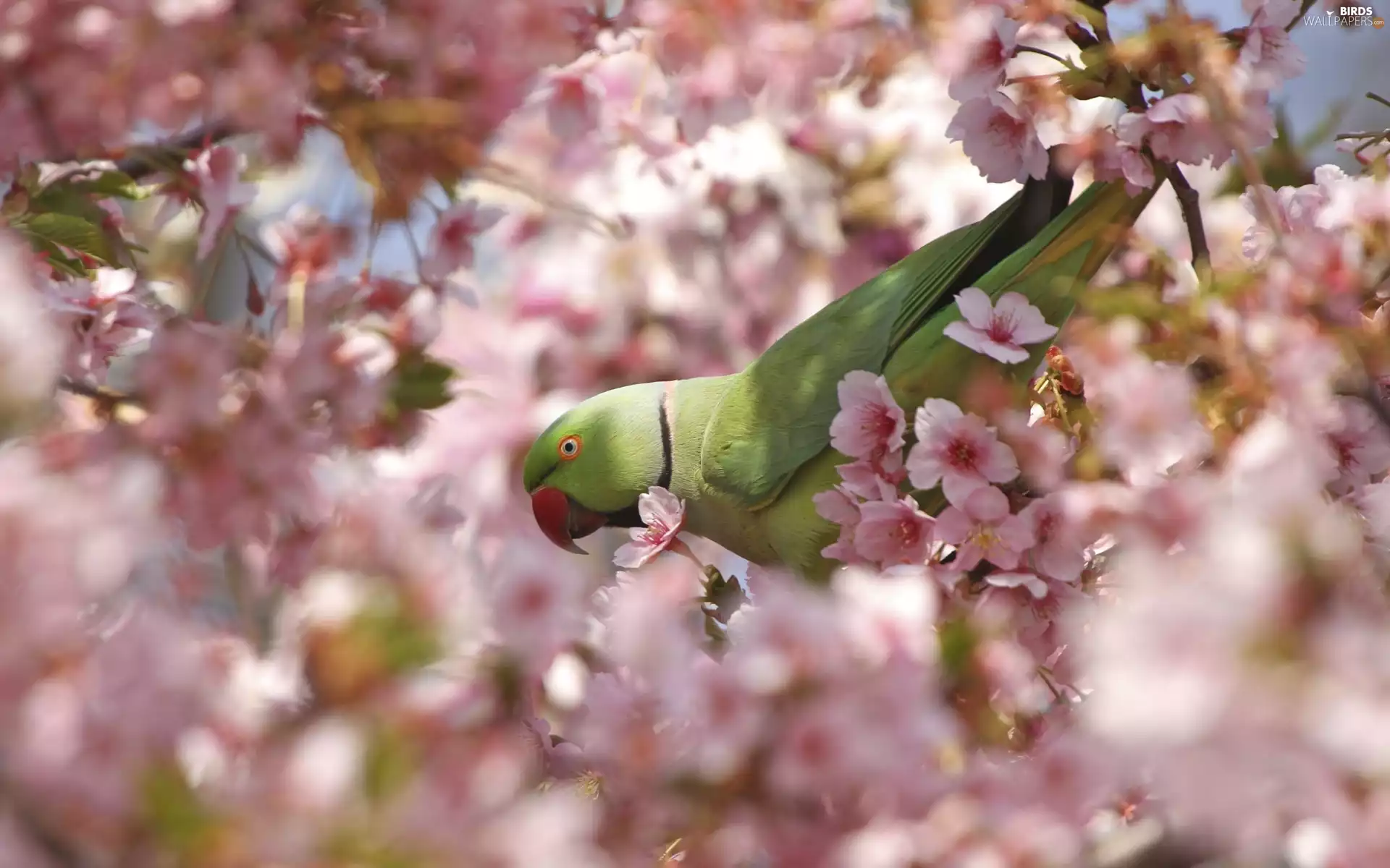 Flowers, birdies, parrot