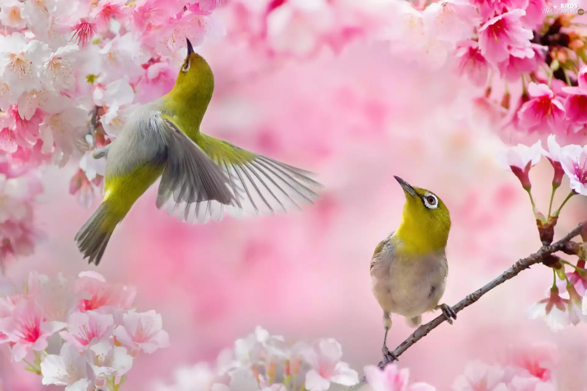 Flourished, birds, Pink, Zosteropidae, Two cars, Twigs, Flowers