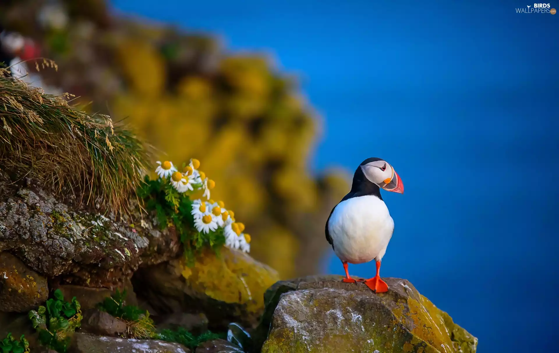 Flowers, Maskonur, rocks