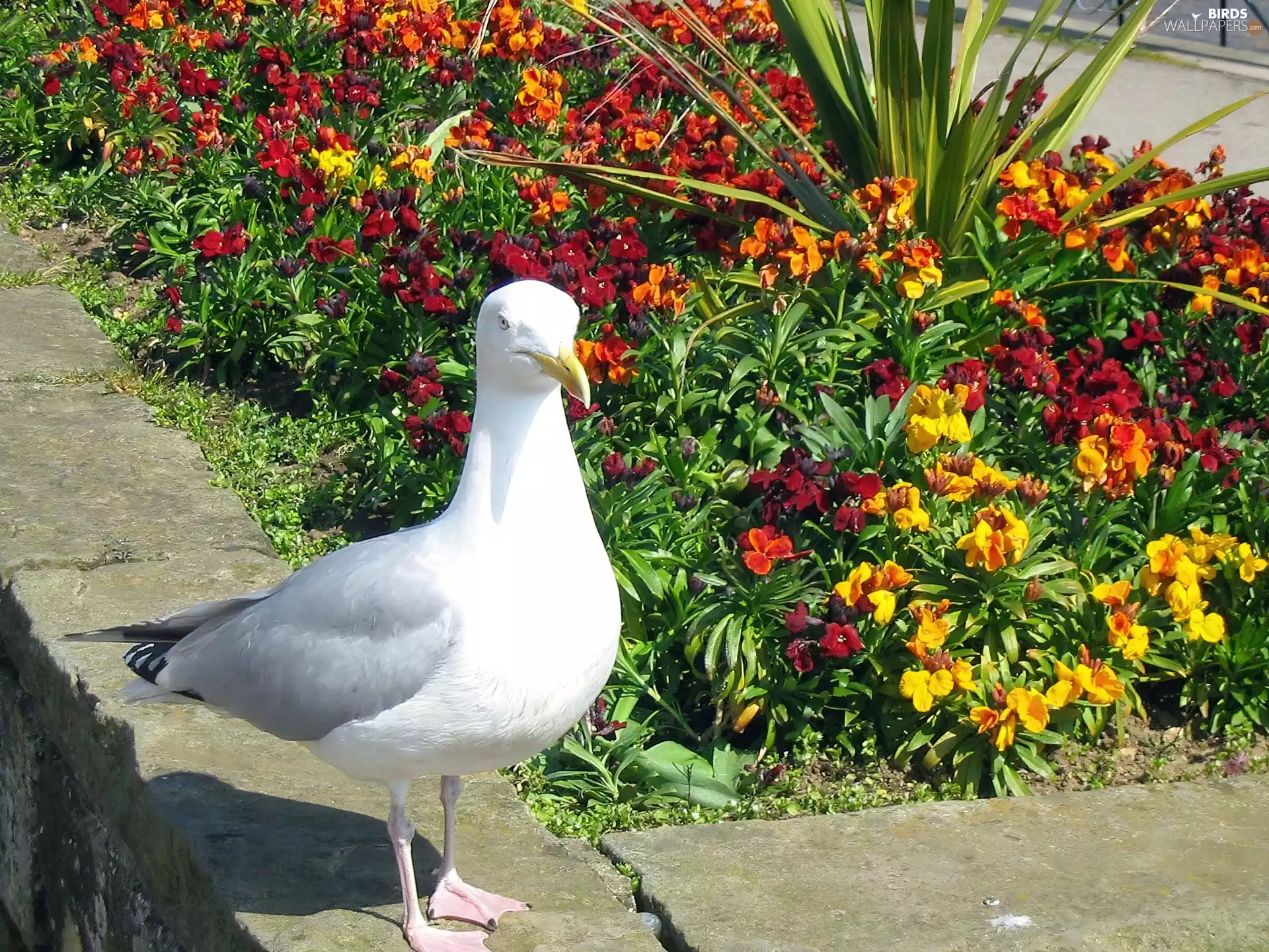 Flowers, seagull