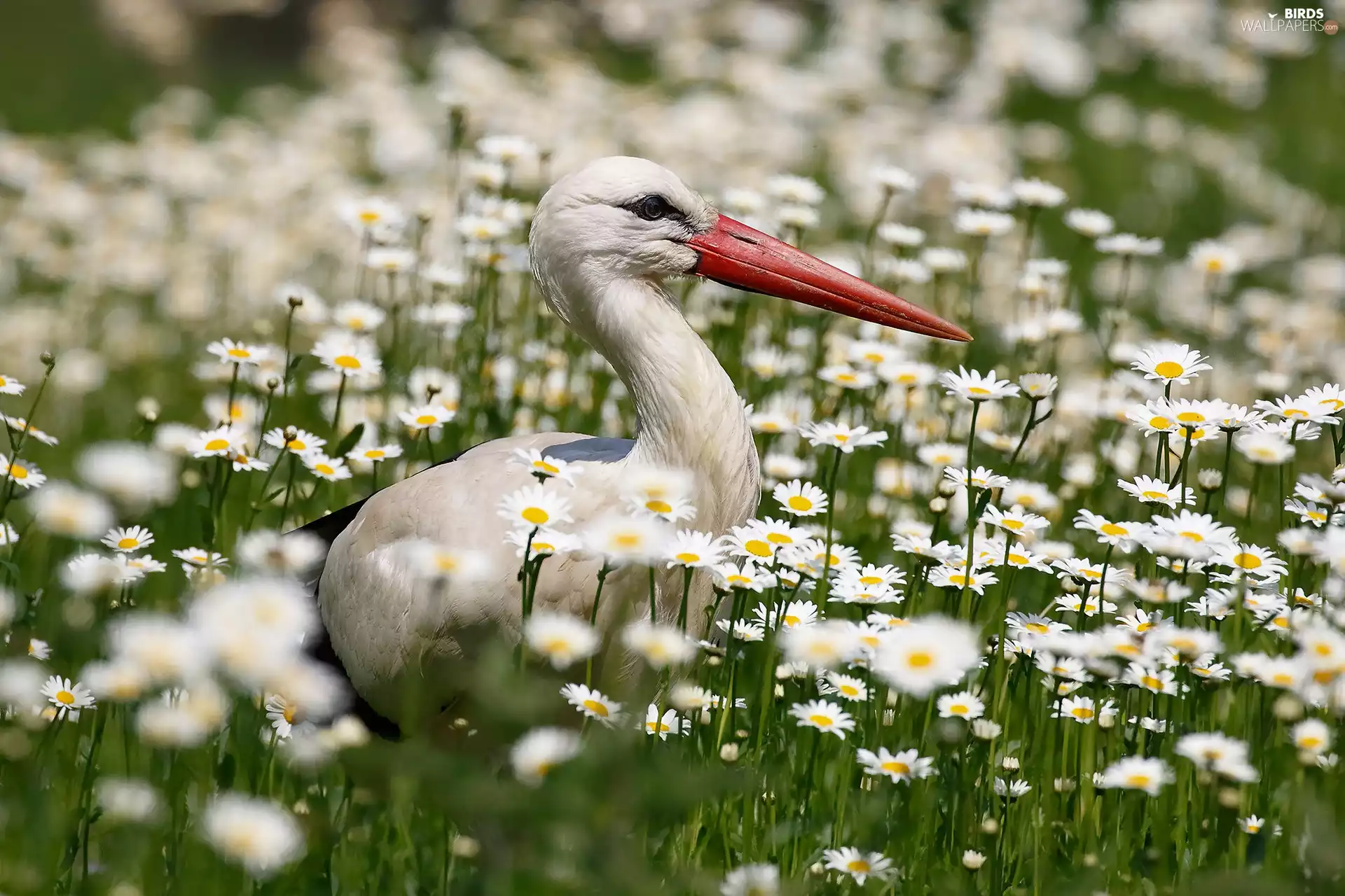 stork, Meadow, daisy, Flowers