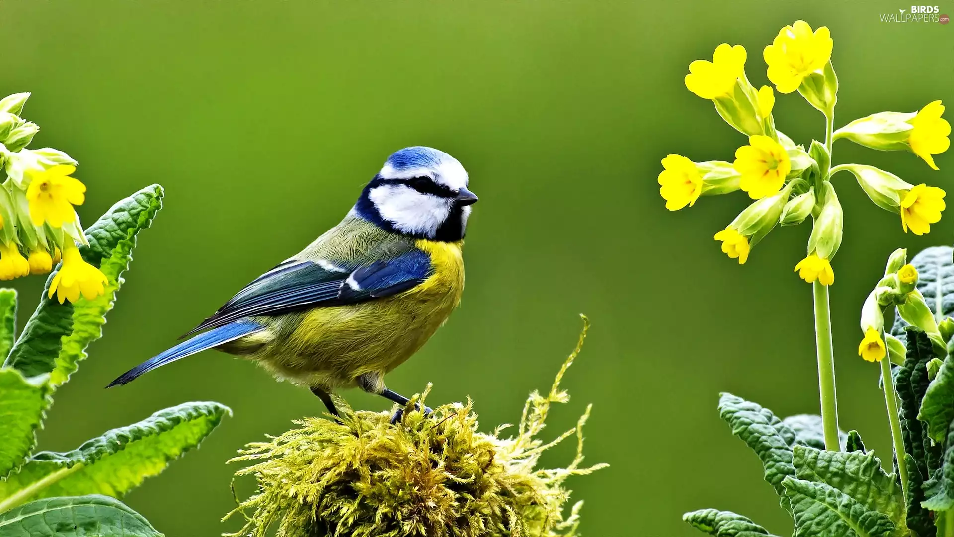 Flowers, Bird, tit